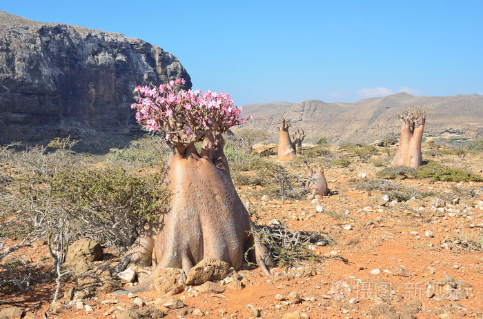 也门索科特拉岛瓶子树沙漠玫瑰试管的kalesan峡谷