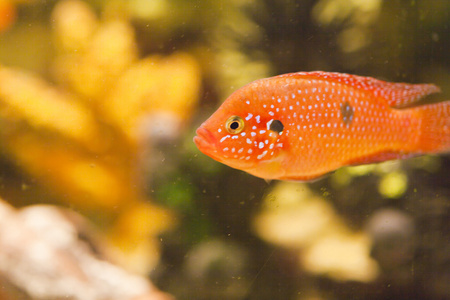 在水族馆的鱼