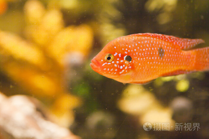 在水族馆的鱼