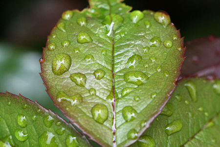 一片叶子上的雨滴, 靠近