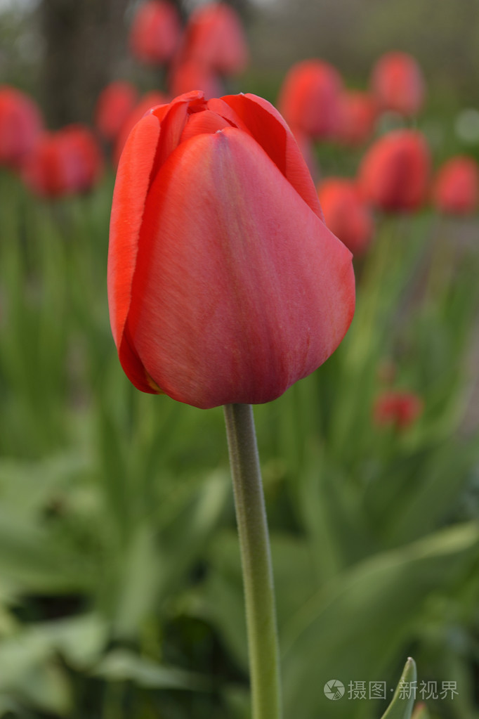鲜艳的红色花朵的郁金香