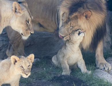 美第奇家族的狮子图片