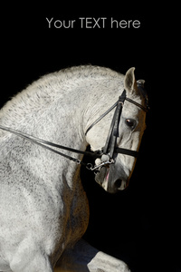 白色运动马的画像