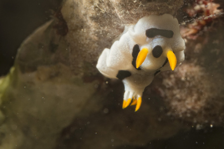 chromodoris coi 裸鳃亚目