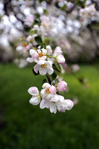 苹果花