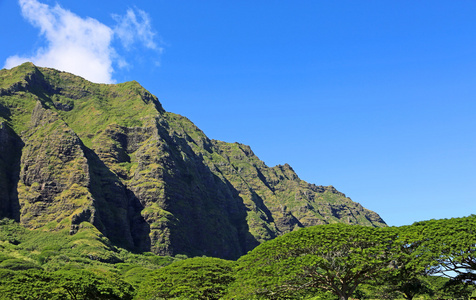 悬崖和树木 kualoa 牧场