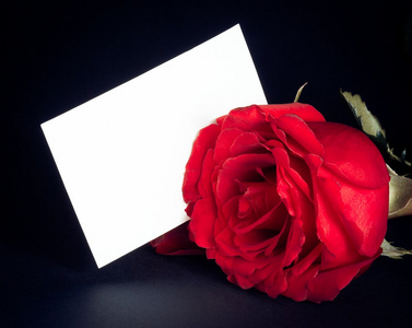 红色的玫瑰和空白贺卡，为文本的