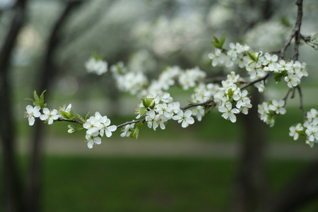 春天，花苹果树