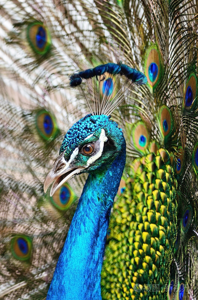 雄性绿孔雀的羽毛