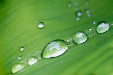 雨水落在花瓣关闭