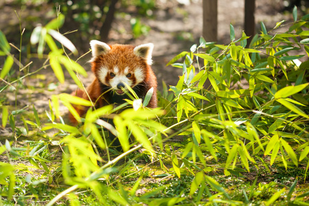 giovane minore panda年轻的小熊猫