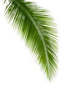 孤立的白色背景上的椰子树上的树叶