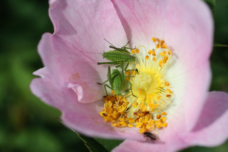 bug 对一朵花