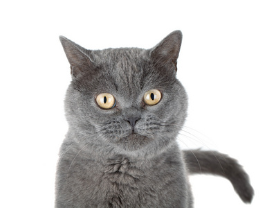 一只灰色的猫的特写肖像