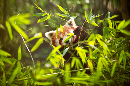 小熊猫