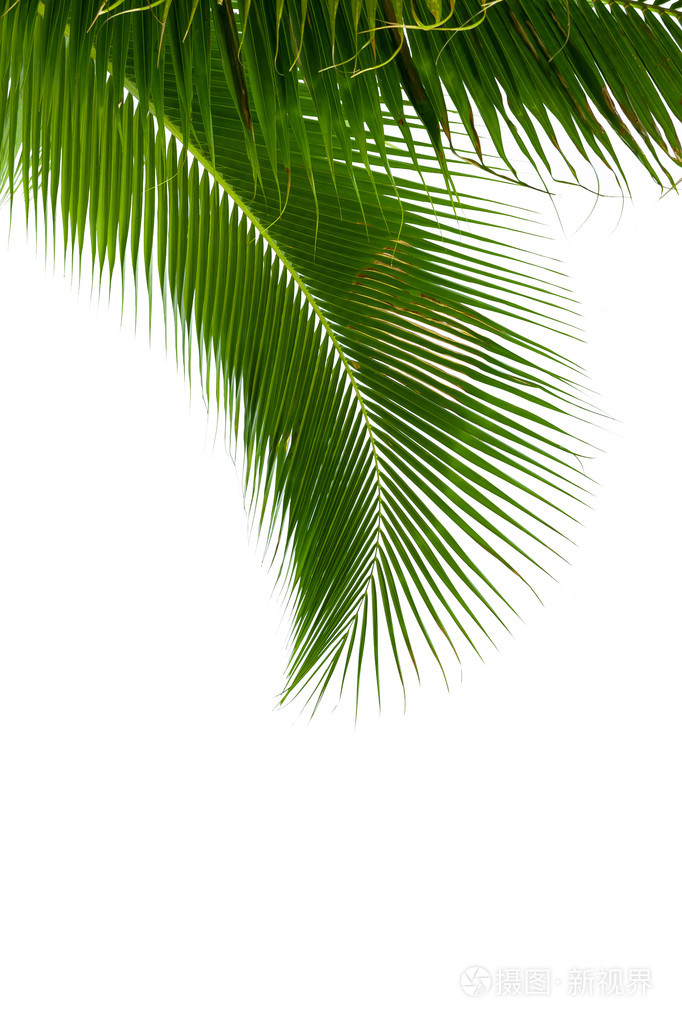 孤立的白色背景上的椰子树上的树叶
