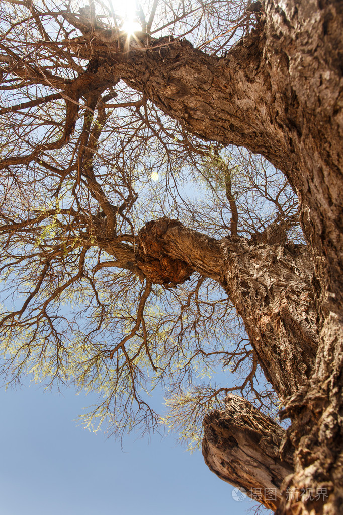 树在纳米比亚埃托沙野生动物园