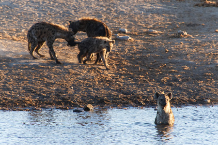 鬣狗在水洞在纳米比亚埃托沙野生动物园