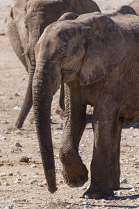 大象在纳米比亚埃托沙野生动物园