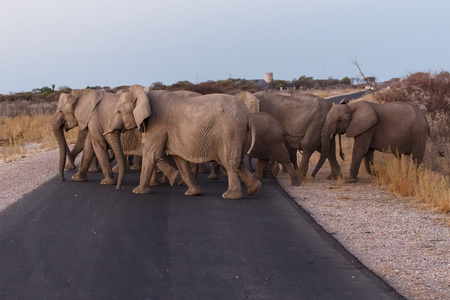 大象在纳米比亚埃托沙野生动物园