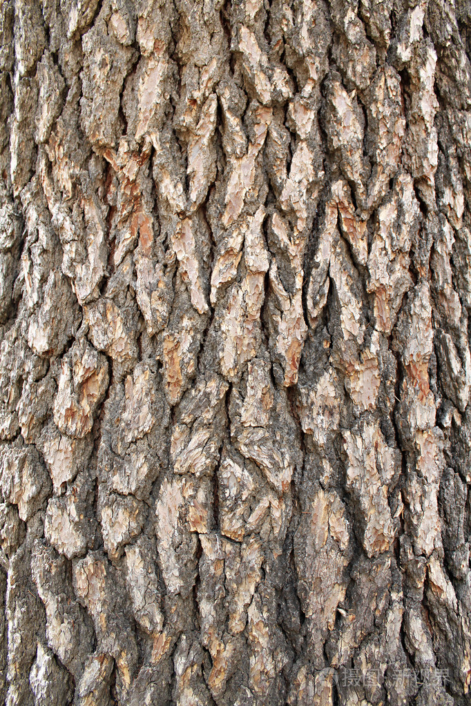 雪松树皮背景垂直