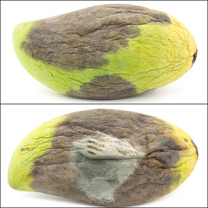 烂芒果摄影图-烂芒果图片大全-烂芒果照片-摄图新视界