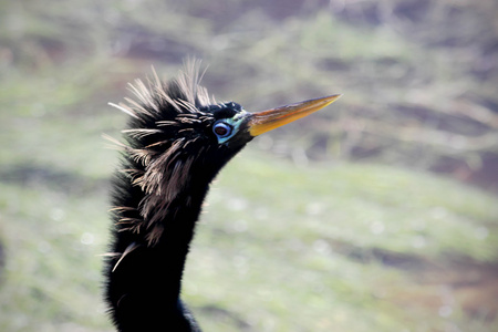 anhinga 头