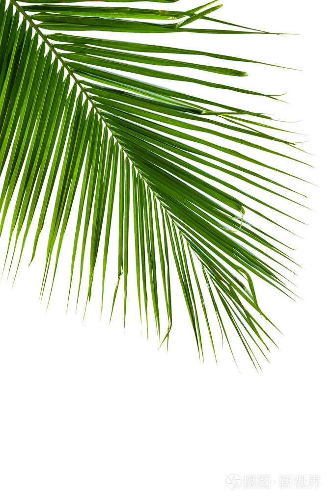 孤立的白色背景上的椰子树上的树叶