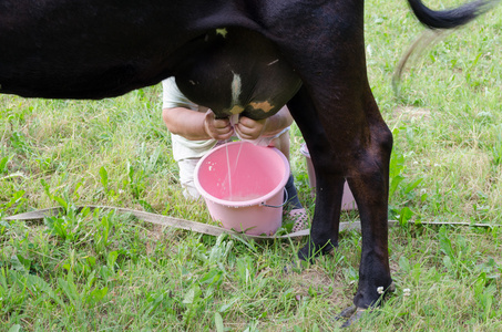 农夫手牛奶从牛挖到了塑料桶