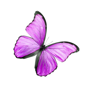 上粉红的蝴蝶图片