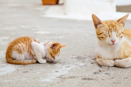 猫妈妈和它睡着的红色小猫咪照片