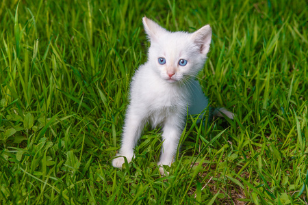 小猫可爱猫咪与蓝眼睛 白绿草的宠物