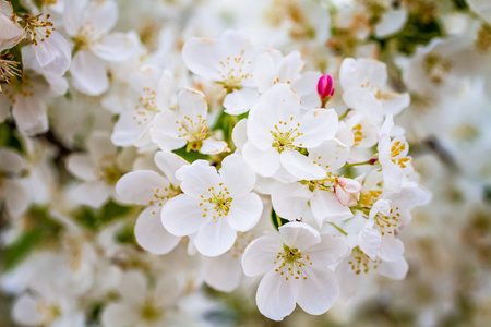 白蟹苹果树在春天绽放