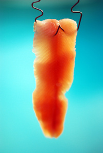 虹鳟鱼的鱼片图片