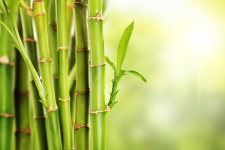 用树叶竹子的茎照片