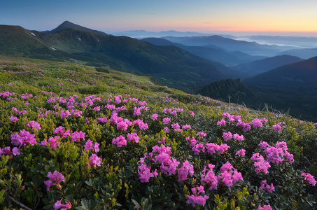   Rhododendron  