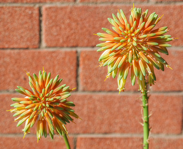 芦荟花