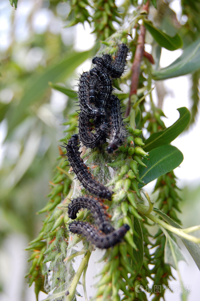黑色毛毛虫