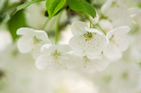 樱桃花