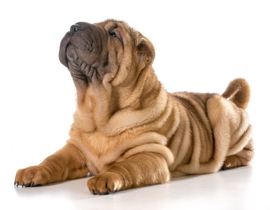 中国 shar pei