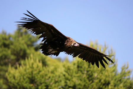 在飞行中的灰色 欧亚黑色 秃鹫 秃鹫