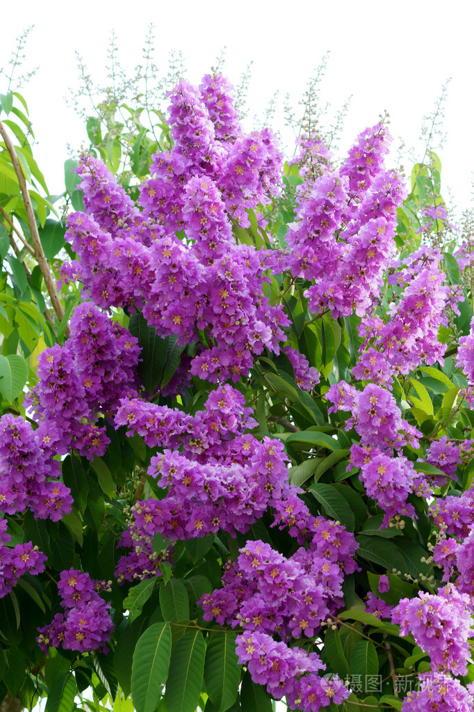 紫罗兰色的皇后的紫薇花
