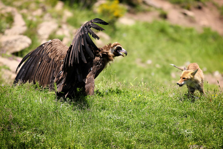 美洲黑秃鹫AegypiusMonachus有一个STA。