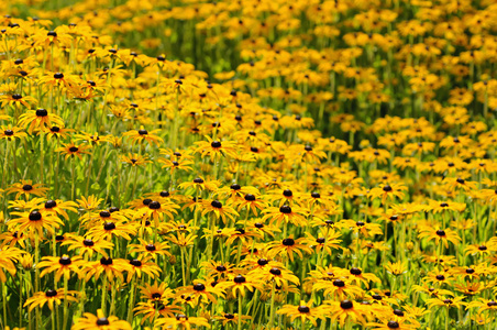 rudbekia 花