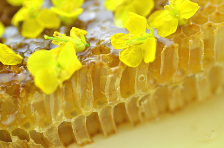 油菜花蜂蜜图片