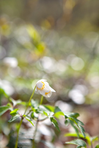 雪莲海葵花儿在阳光下图片