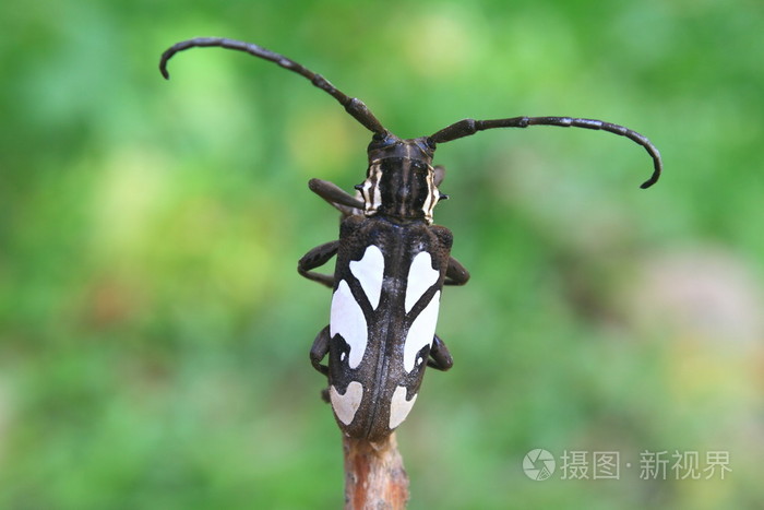 长角牛甲虫在属云