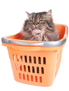 猫坐在购物篮