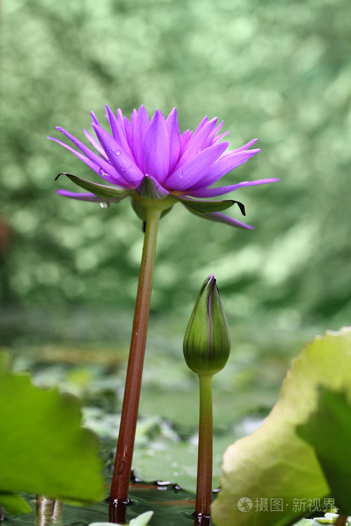 莲花与绿色景背景