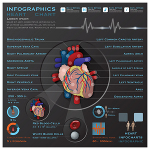 心脏和血液系统医疗信息图表 infochart
